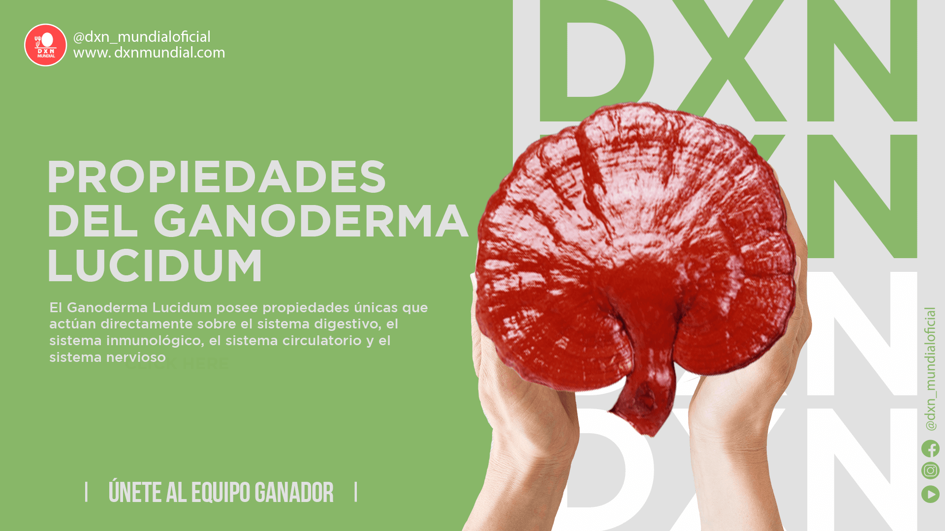 PROPIEDADES DEL GANODERMA LUCIDUM