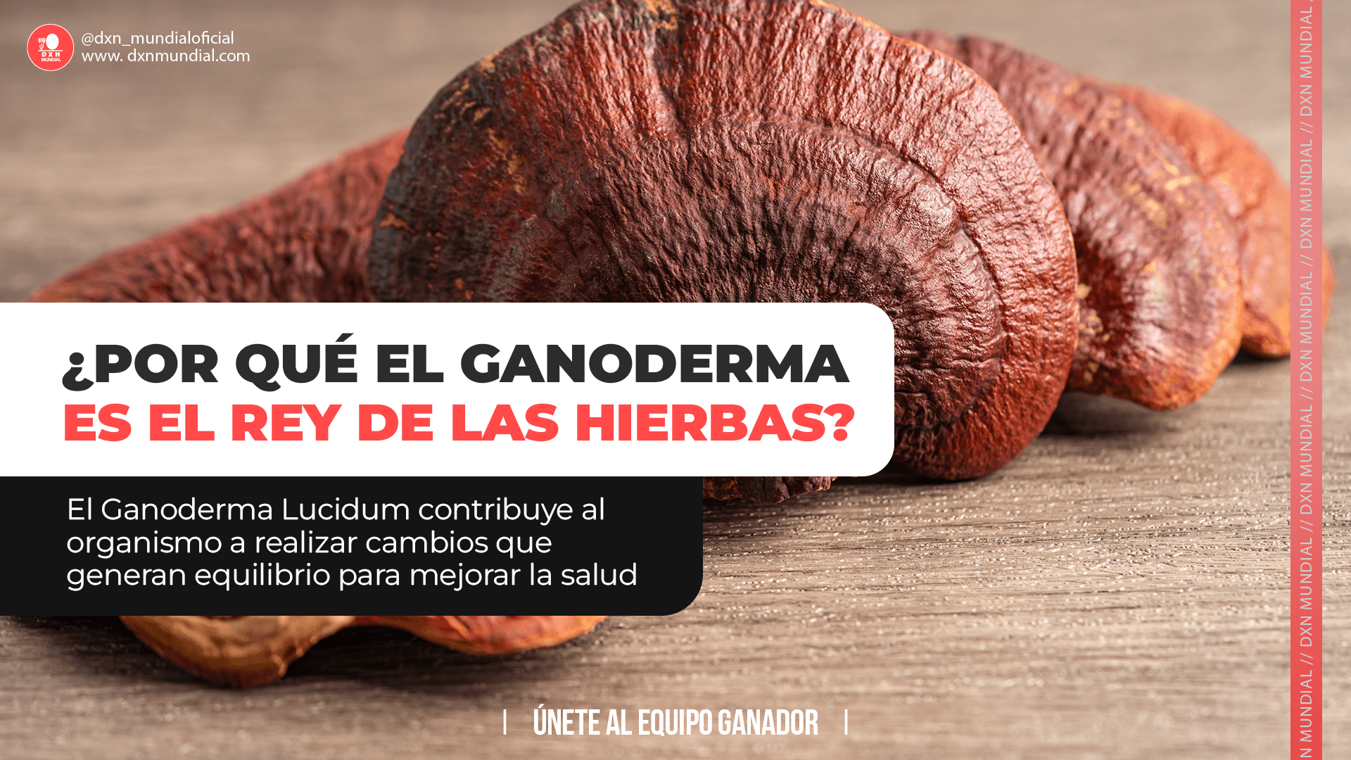 ¿POR QUÉ EL GANODERMA ES EL REY DE LAS HIERBAS?