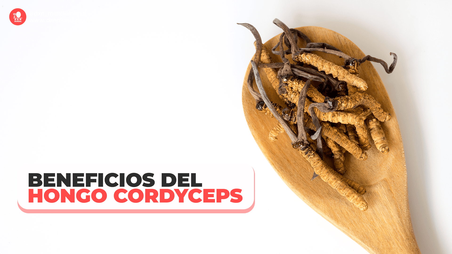 BENEFICIOS DEL HONGO CORDYCEPS