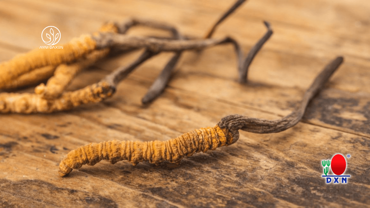 ¿El Cordyceps es Seguro para los Riñones? Beneficios, Estudios y Precauciones