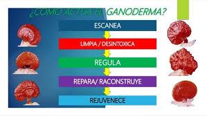🌿 ¿Cómo actúa el Ganoderma de DXN en tu cuerpo?