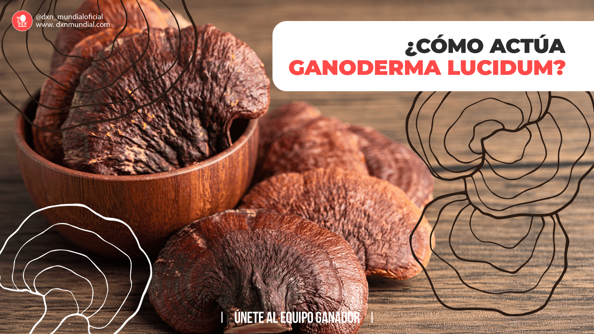 ¿CÓMO ACTÚA GANODERMA LUCIDUM?